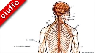 Fisiologia Il Sistema Nervoso Centrale [upl. by Elvis]