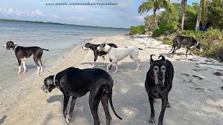 Funny Great Dane Twins amp Family amp Friends Love Playing In The Sand amp Surf [upl. by Anirahc]