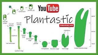 Plant Tissue Culture  Somatic Embryogenesis [upl. by Florio806]