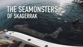 The Seamonsters of Skagerrak  Giant Greenland shark tagged and released [upl. by Colston94]