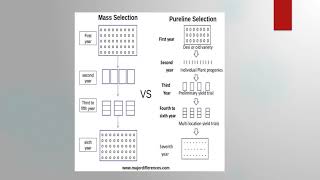 Pureline and Mass Selection  BSc Agriculture  Fundamentals of Plant Breeding [upl. by Nifares]