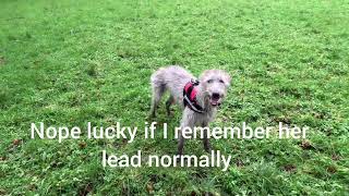 Bedlington Whippet Fetching Frisbie first time using Gopro 😊 [upl. by Eduj]