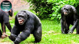 From Screams to Serenity Life at Chester Zoos Chimpanzee Island [upl. by Rumery505]