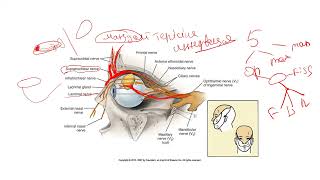 5 нервтің nervus trigeminus 1 тармағы nervus ophthalmicus [upl. by Krongold]