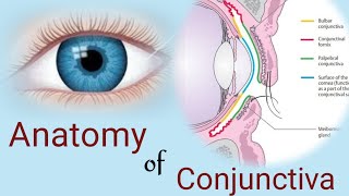 Anatomy of Conjunctiva  conjunctival parts and layers Human eye [upl. by Aleuqahs976]