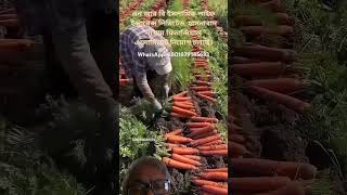 Carrot harvesting from the farm  Naturphobia [upl. by Elleinnad]