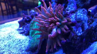 Bubble Tip Anemone Feeding [upl. by Lerred]