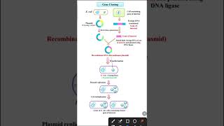 Gene cloning  Biotechnology class 12 [upl. by Rimidalb410]