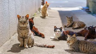 A Day on Japan’s Cat Island with 200 Cats and Wildlife  Ainoshima Island [upl. by Edualcnaej]