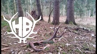 auf der Suche nach Abwurfstangen 2016  shed hunting  Hunter Brothers [upl. by Quick548]