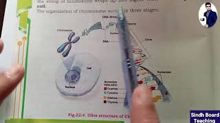 Ultrastructure of Chromosomes Lecture 2 [upl. by Nedak]