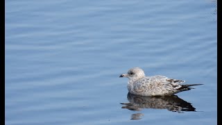 Visiting Gulls – September 15 2024 [upl. by Laehcimaj]