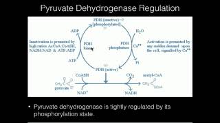 Pyruvate Dehydrogenase Covalent Regulation [upl. by Alleul345]