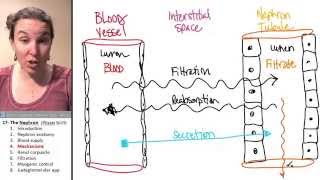 Nephron 4 Mechanisms [upl. by Aneleasor]