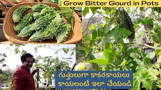 గుత్తులుగా కాకరకాయలు కాయలంటే ఇలా చేయండి  Grow Bitter Gourd in Pots easily  Kakara [upl. by Anaimad176]