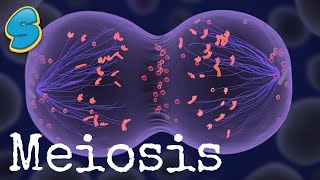 Meiosis in detail በአማርኛ Grade 10 Biology Unit 2 Part 3 [upl. by Eward290]