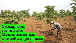 தேக்கு மரம் வளர்ப்பில் பராமரிப்பு முறைகள்  Teak Tree Cultivation in Tamil  teak Farmingteak wood [upl. by Etty]