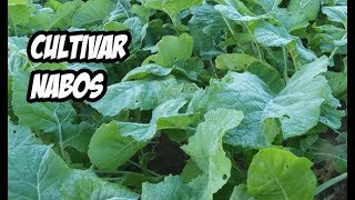 Como Cultivar Nabos en el Huerto  Muy Facil [upl. by Rogovy]