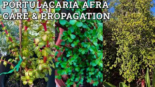 Portulacaria afra care amp propagation [upl. by Scuram]