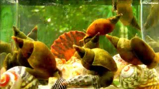 Pond Snails  TimeLapse [upl. by Rednave]