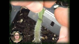 Grafting of Tomato Plants [upl. by Truelove]