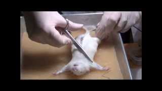 Rat dissection at the Department of Zoology University of Johannesburg [upl. by Aniraad]