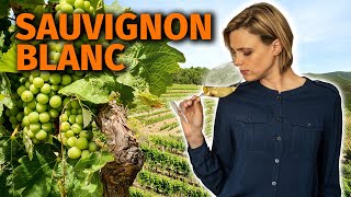 Wine Grapes 101 SAUVIGNON BLANC [upl. by Bora]