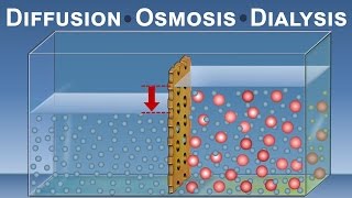 Diffusion Osmosis and Dialysis IQOGCSIC [upl. by Mariette50]