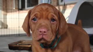 Vizsla Pup  First 8 Weeks [upl. by Baumbaugh636]