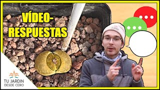 DUDAS Muda y floración de Lithops  Trasplantes  ¿Cuándo regar VÍDEORESPUESTAS sobre LITHOPS [upl. by Nadaba]