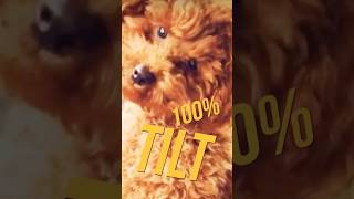 ✅ 100 Dog tilt his head with this sound [upl. by Arrec]