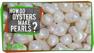 How Do Oysters Make Pearls [upl. by Ahsinyar689]