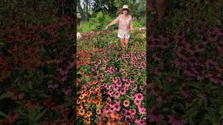 Best Time to Plant Coneflowers  Echinacea gardening diy garden coneflowers echinacea plant [upl. by Bendicty466]