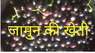 जामुन कल्टीवेशनJamun cultivation soil and climatevarietypropagationdiseasepest management [upl. by Aret]