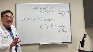 Why meningitis causes photophobia [upl. by Raycher]