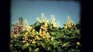 Kodak Ektachrome 64T Super 8 sample clip [upl. by Lay639]