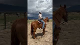 Storm Clouds horse equines equestrian horsegirls horseriding equinelove horselover [upl. by Aihsekel547]