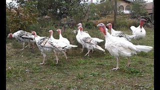 Los pavos blancos I The white turkeys [upl. by Kopp]