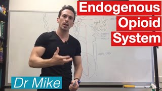 Analgesic Pathway  Endogenous Opioid System [upl. by Nylrad751]