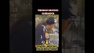 chile panama usa humor costarica peligro breakurbanotv suscribete shortvideo shorts viral [upl. by Lihkin]