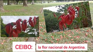 Día de la flor nacional [upl. by Christabel35]