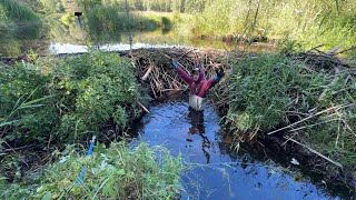 Massive Beaver Dam Drainage [upl. by Power]