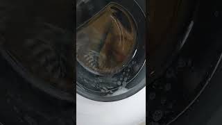 whirlpool 6th sense fresh care plus main wash part 2 [upl. by Meehar68]