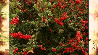 Pyracantha [upl. by Anneiv994]