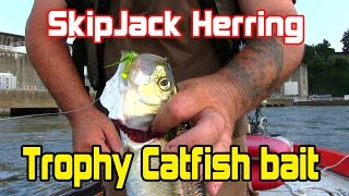 How to catch and prepare your catfish baitSkipjack for freezing and storing [upl. by Whiteley]