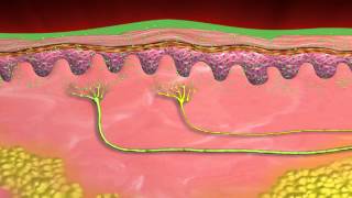 The Science Behind Biofreeze Pain Reliever Best For Arthritis [upl. by Conias]