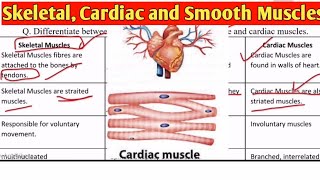 Skeletal muscles Smooth Muscles and Cardiac Muscles Difference  Types of Muscles [upl. by Sammons]