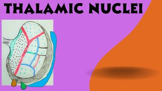 Thalamic Nuclei   Diencephalon Part 1b [upl. by Granese]