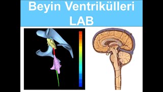 Ventriküler Sistem LAB YAYDAR 2024 [upl. by Callida]