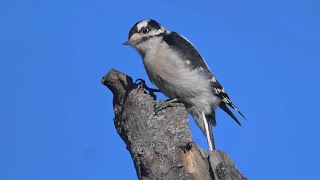 Dryobates pubescens DOWNY WOODPECKER foraging flying 9086155 [upl. by Keenan599]